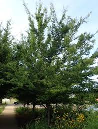 Attēlu rezultāti vaicājumam “Carpinus caroliniana”