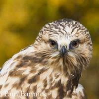 Attēlu rezultāti vaicājumam “Buteo lagopus”