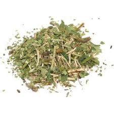 Attēlu rezultāti vaicājumam “Chimaphila umbellata fruit”