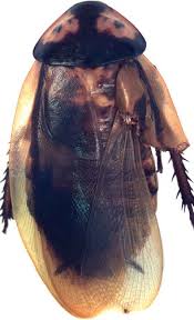 Attēlu rezultāti vaicājumam “Blattoptera”