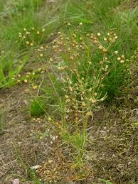 Attēlu rezultāti vaicājumam “Spergula arvensis”