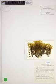 Attēlu rezultāti vaicājumam “Philonotis calcarea”