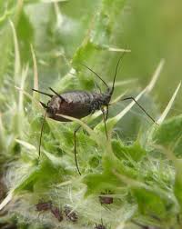 Attēlu rezultāti vaicājumam “Uroleucon cirsii”