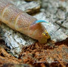 Attēlu rezultāti vaicājumam “Mimas tiliae”