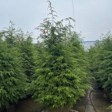 Attēlu rezultāti vaicājumam “Tsuga canadensis”