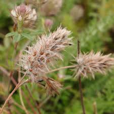 Attēlu rezultāti vaicājumam “Trifolium arvense flower”