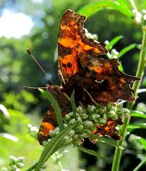 Attēlu rezultāti vaicājumam “Polygonia c-album underside”