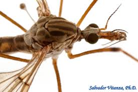 Attēlu rezultāti vaicājumam “Tipulidae”