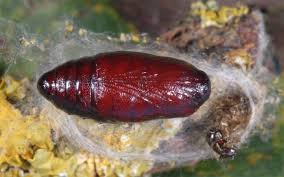 Attēlu rezultāti vaicājumam “Atolmis rubricollis”