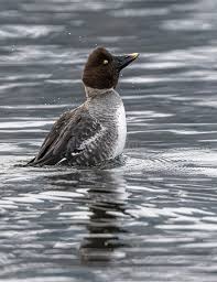 Attēlu rezultāti vaicājumam “Bucephala clangula male”