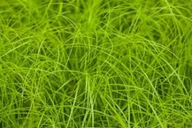 Attēlu rezultāti vaicājumam “Carex remota”