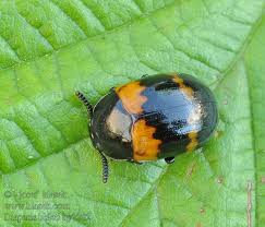 Attēlu rezultāti vaicājumam “Diaperis boleti”