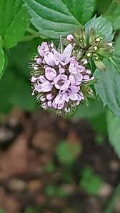 Image result for Mentha piperita