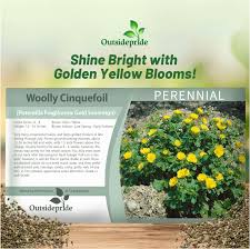 Attēlu rezultāti vaicājumam “Potentilla arenaria flower”