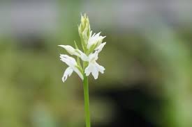 Attēlu rezultāti vaicājumam “Dactylorhiza fuchsii bud”