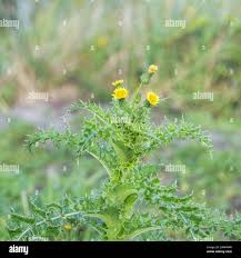 Attēlu rezultāti vaicājumam “Sonchus asper flower”