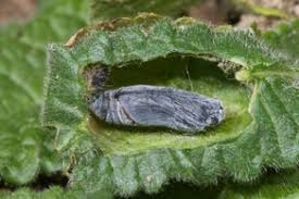 Attēlu rezultāti vaicājumam “Carcharodus floccifera upperside”