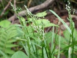 Attēlu rezultāti vaicājumam “Glyceria lithuanica”