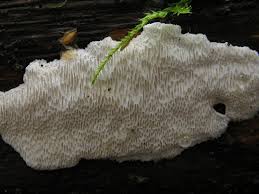 Attēlu rezultāti vaicājumam “Postia sericeomollis”