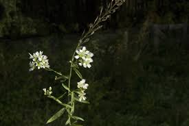 Attēlu rezultāti vaicājumam “Berteroa incana”