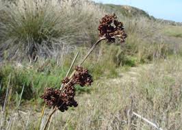 Attēlu rezultāti vaicājumam “Juncus capitatus fruit”