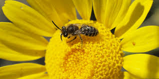 Image result for Färberkamille