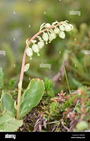Attēlu rezultāti vaicājumam “Orthilia secunda flower”