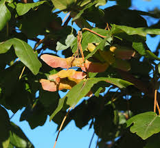 Attēlu rezultāti vaicājumam “Acer campestre fruit”