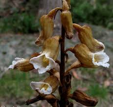 Attēlu rezultāti vaicājumam “Arenaria procera leaf”