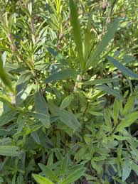 Attēlu rezultāti vaicājumam “Silene tatarica”