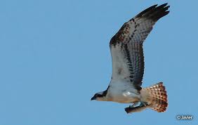 Attēlu rezultāti vaicājumam “Pandion haliaetus adult”