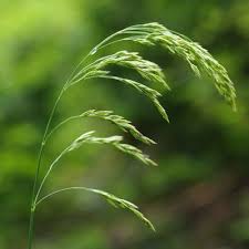 Attēlu rezultāti vaicājumam “Festuca altissima flower”
