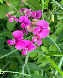 Image result for Lathyrus odoratus