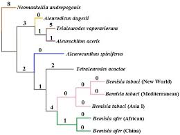 Attēlu rezultāti vaicājumam “Aleurochiton aceris”