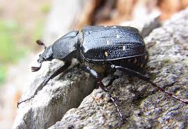 Attēlu rezultāti vaicājumam “Gnorimus variabilis”