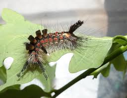 Attēlu rezultāti vaicājumam “Orgyia antiqua”