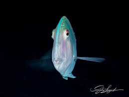 Image result for Xyrichtys novacula