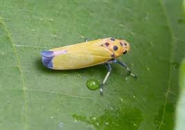 Attēlu rezultāti vaicājumam “Cicadellidae”