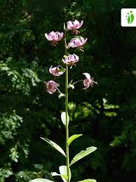 Attēlu rezultāti vaicājumam “Lilium martagon leaf”