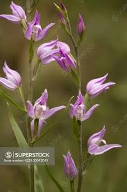 Attēlu rezultāti vaicājumam “Cephalanthera rubra”