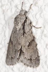 Attēlu rezultāti vaicājumam “Acronicta cuspis”