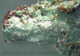 Attēlu rezultāti vaicājumam “Lepraria”