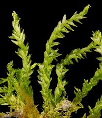 Attēlu rezultāti vaicājumam “Brachythecium rivulare”