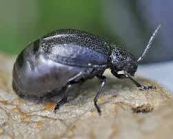 Attēlu rezultāti vaicājumam “Galeruca tanaceti”