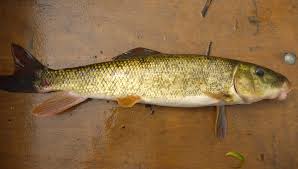 Image result for Catostomus commersonii