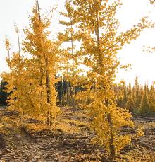 Attēlu rezultāti vaicājumam “Ginkgo biloba”