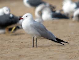 Image result for Larus audouinii