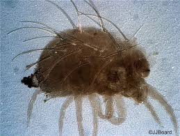 Attēlu rezultāti vaicājumam “Panonychus”