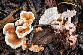 Attēlu rezultāti vaicājumam “Abortiporus biennis”