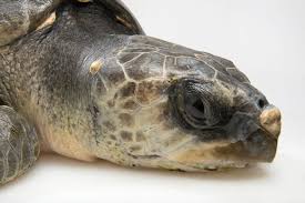 Image result for Lepidochelys olivacea